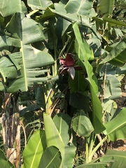 Musa balbisiana