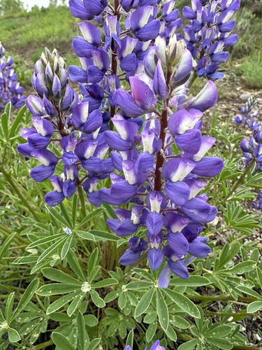 Lupinus wyethii ssp. tetonensis
