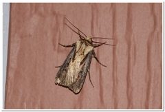 Agrotis volubilis