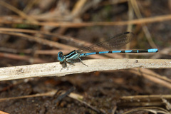 Argia bipunctulata