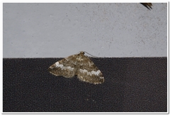 Perizoma alchemillata