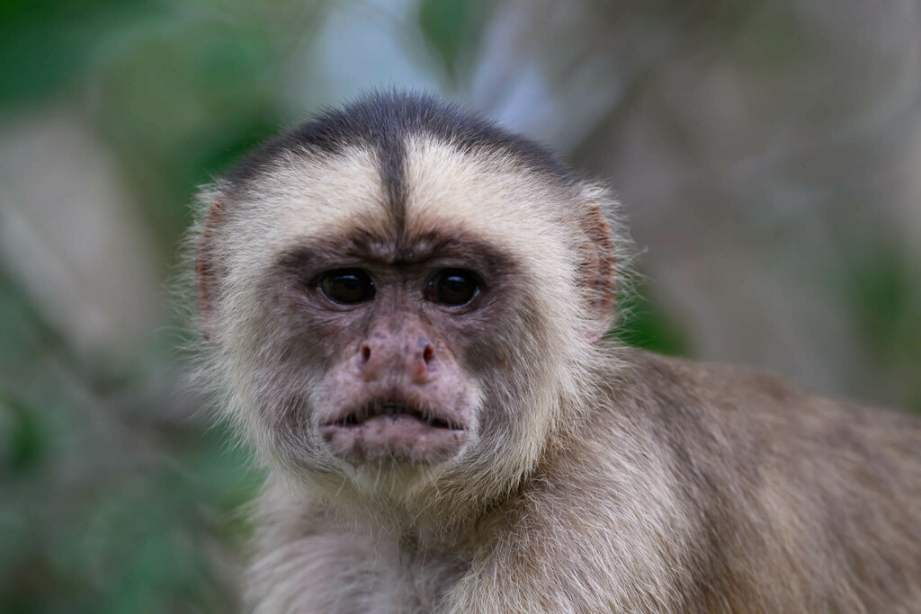 White-Fronted Capuchin