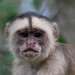 White-fronted Capuchin - Photo (c) Scott Buckel, some rights reserved (CC BY-NC), uploaded by Scott Buckel