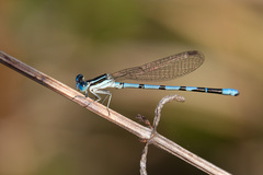 Argia bipunctulata