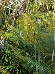 Blechnum novae-zelandiae