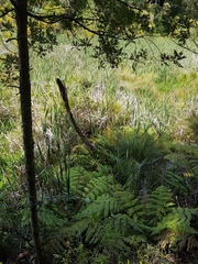 Blechnum novae-zelandiae