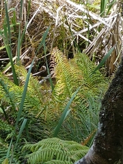 Blechnum novae-zelandiae