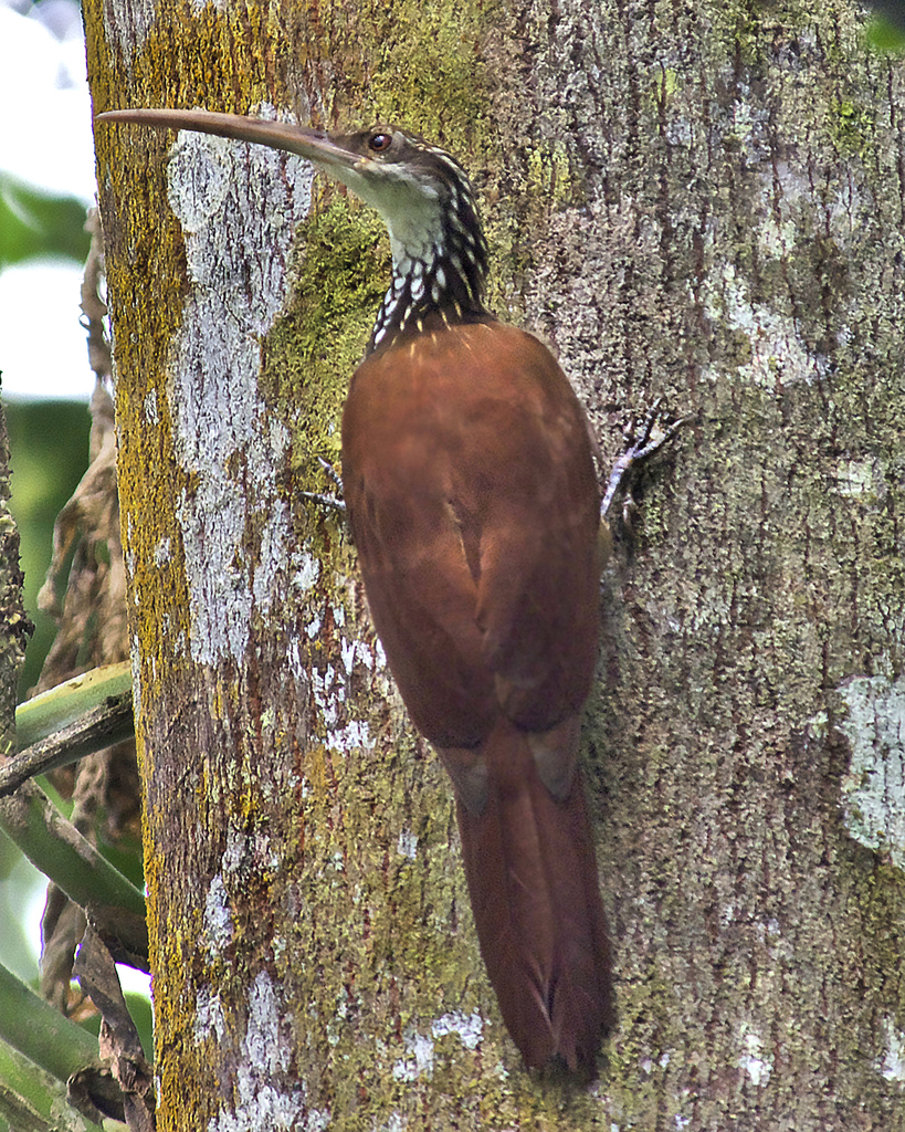 Long-Billed Woodcreeper