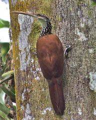 Long-Billed Woodcreeper photo 1