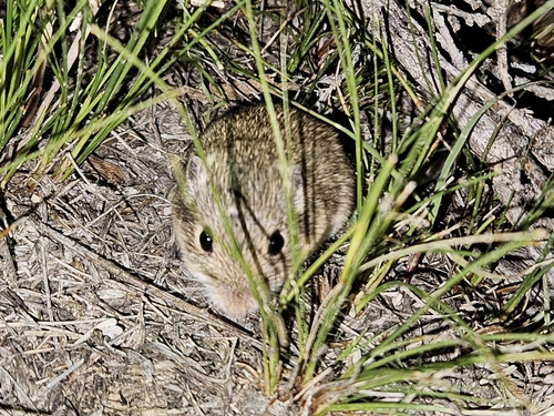Olive-backed Pocket Mouse