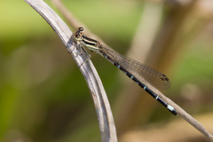Argia bipunctulata