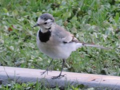 Motacilla alba