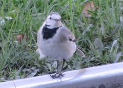 Motacilla alba