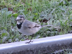 Motacilla alba