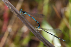 Argia bipunctulata