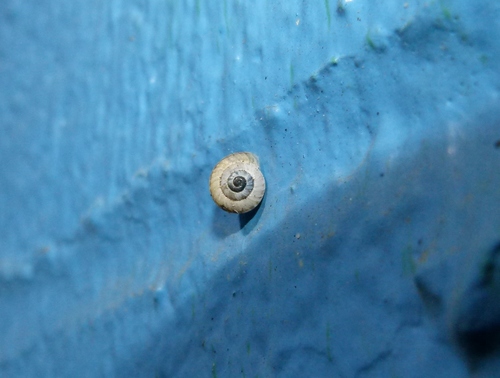 Geomitridae