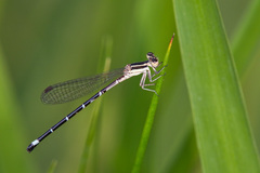 Argia bipunctulata
