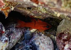 Barspot Cardinalfish photo 2
