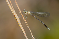 Argia bipunctulata