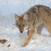 Coyote - Photo (c) Cameron Eckert, algunos derechos reservados (CC BY-NC), subido por Cameron Eckert