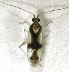 Zanchius rubicrux