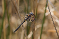 Helocordulia selysii