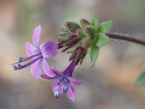 Sticky false gilyflower (Allophyllum glutinosum)