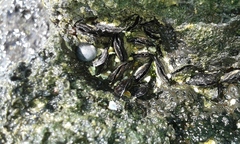Brachidontes crebristriatus
