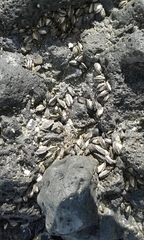 Brachidontes crebristriatus