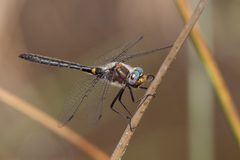 Helocordulia selysii