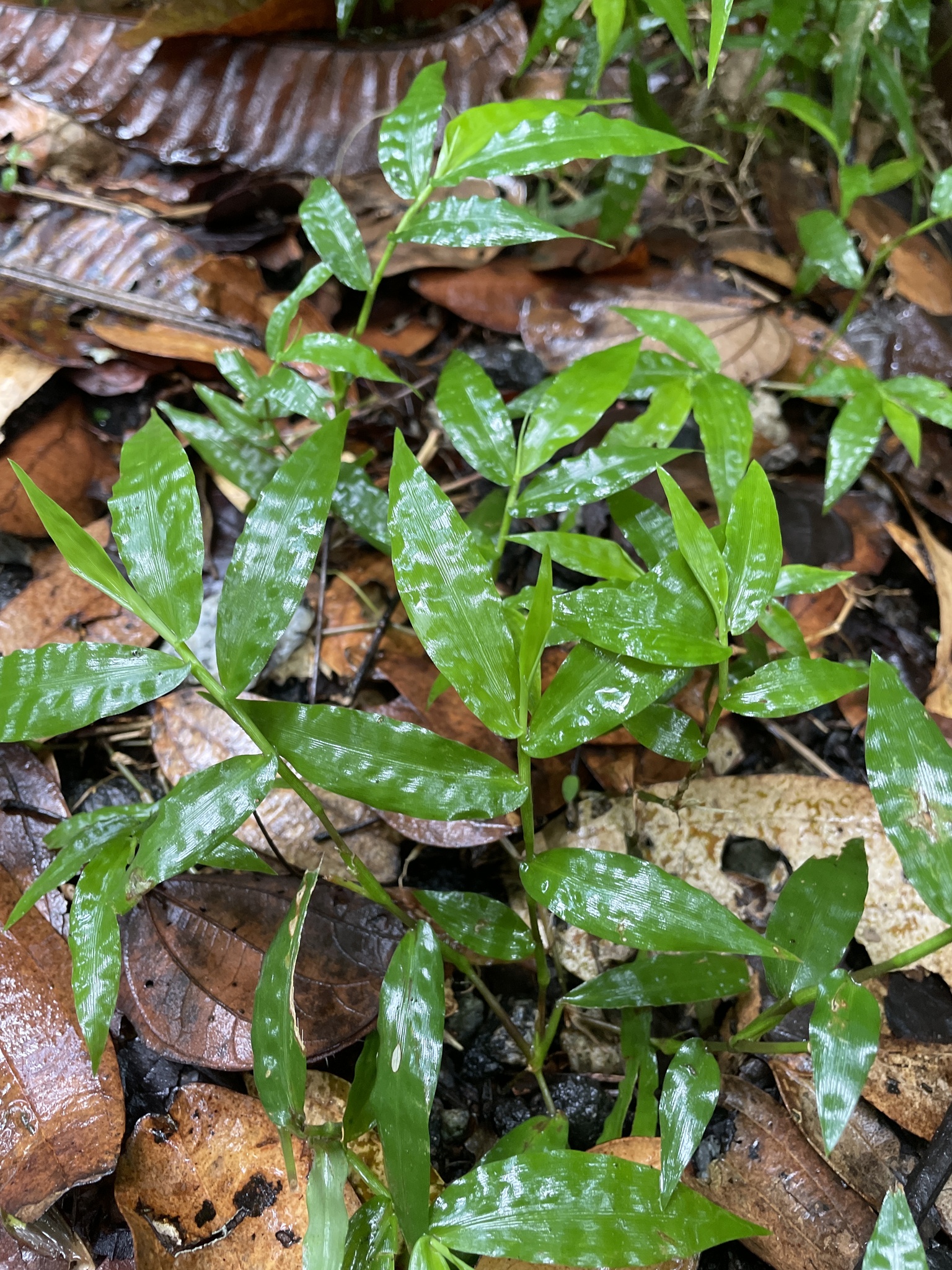 Centotheca lappacea (L.) Desv.