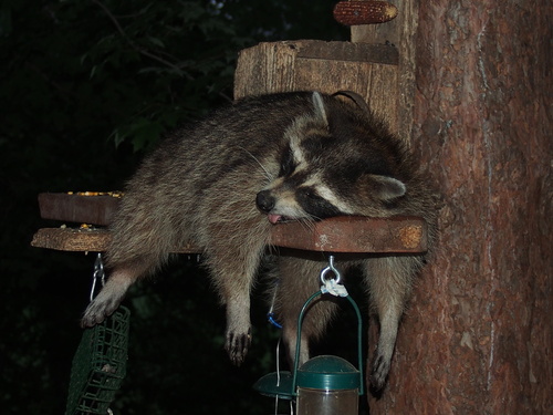 Common Raccoon photographed in Michigan
