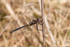 Helocordulia selysii