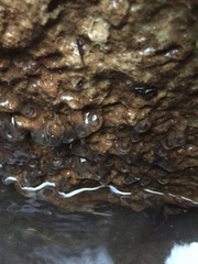 Ambystoma barbouri