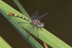 Erpetogomphus lampropeltis