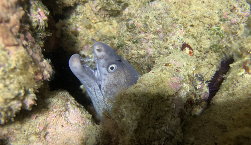 Moray eel