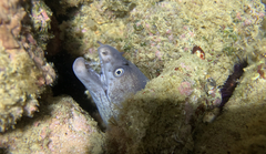Moray eel