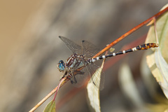 Erpetogomphus lampropeltis