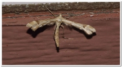 Platyptilia carduidactylus