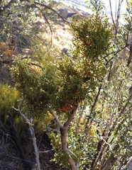 Juniperus arizonica