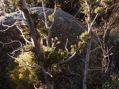 Juniperus arizonica