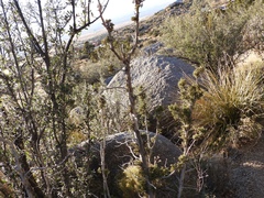 Juniperus arizonica