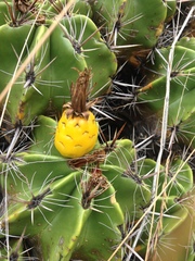 Ferocactus robustus