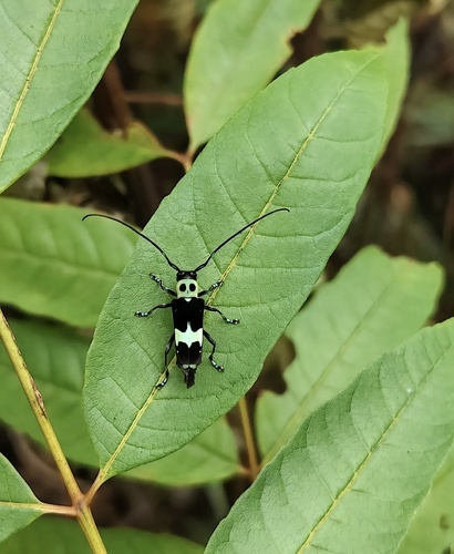 Paraglenea fortunei