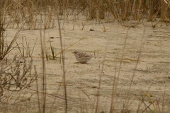 Passerculus sandwichensis princeps