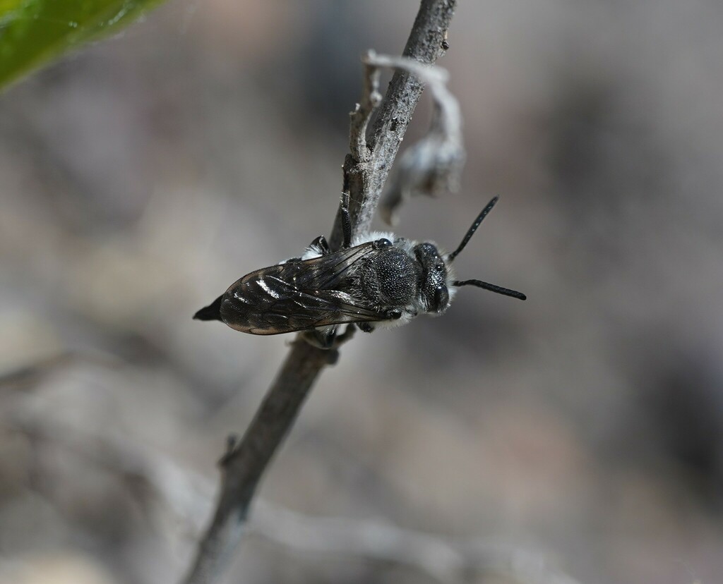 Large Sharp-tail Bee