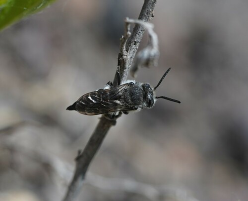 Large Sharp-tail Bee