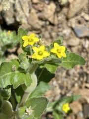 Mentzelia micrantha