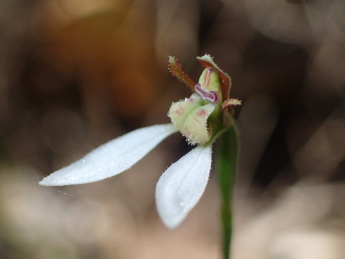 Image of Eriochilus dilatatus by (c) Hugo Innes, some rights reserved (CC BY)