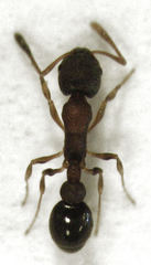 Cardiocondyla minutior